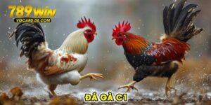 đá gà C1