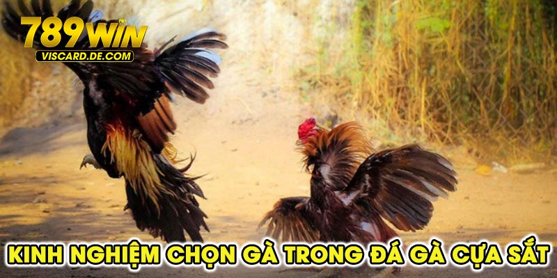 Kinh nghiệm chọn gà trong đá gà cựa sắt